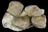 Fossil Brachiopod (Platystrophia) Cluster - Indiana #136615-2